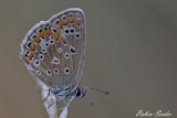 2013-07-28 hauhechel-blaeuling weibchen 1200x800 img 1545 : Hauhechel Bläuling, Insekten, Kirrlach, Schmetterling, Weibchen, Wiese