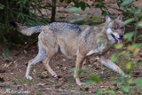 2013-10-04 wolf 1200x800 img 8012