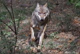 2013-10-04 wolf 1200x800 img 8021