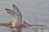 2013-08-22 flussseeschwalbe 1200x800 img 3174 : Flussseeschwalbe, Illmitz, Naturschutzgebiet, Neusiedler See, Vögel