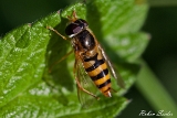Hain-Schwebfliege