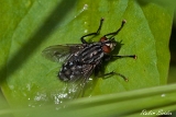 Stubenfliege