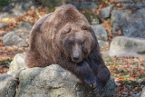 Bär