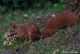 2013-09-28 eichhoernchen 1200x800 img 6309