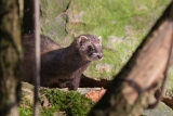 20131031 frettchen hp img 9349