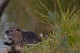 2012-09-23 nutria 750x500 img 1049