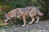 2013-10-04 wolf 1200x800 img 7995