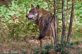 2013-10-04 wolf 1200x800 img 8032