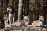 20131031 wolf hp img 9645