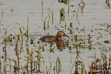 20140426 tafelente weibchen hp img 3570bearbeitet