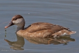 20140421 kolbenente weibchen hp img 3109bearbeitet