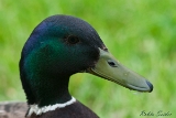 2013-05-18 stockente 1200x800 img 7060 : Männchen, Stockente, Texel, Vögel