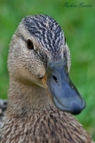 2013-05-18 stockente 1200x800 img 7116 : Stockente, Texel, Vögel, Weibchen