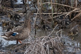 20140405 stockente hp img 1821