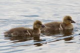 20140425 graugans hp img 3469bearbeitet