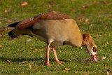 2012-02-10 nilgans 1200x800 img 4368