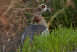 2012-02-10 nilgans 750x500 img 4325