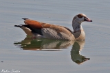 2013-04-14 nilgans 1200x800 img 6776