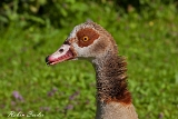 2013-07-13 nilgans 1200x800 img 0797