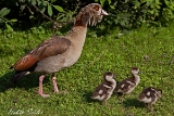 2013-07-13 nilgans mit jungen 1200x800 img 0795