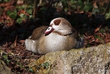 20140223 nilgans hp img 0615