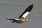 20140425 nilgans hp img 3293bearbeitet