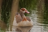 20140426 nilgans hp img 3706bearbeitet