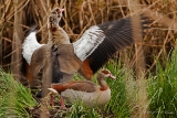 20140426 nilgans hp img 3774bearbeitet