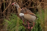 20140426 nilgans hp img 3780bearbeitet