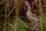 20140426 nilgans hp img 3790bearbeitet