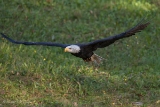 Weisskopfseeadler