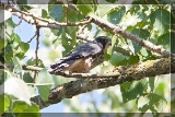 Baumfalke