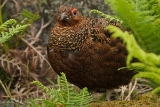 20140616 Schottisches Moorschneehuhn HP IMG 8012