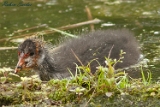 2012-06-08 blaesshuhnjunges 750x500 img 7413