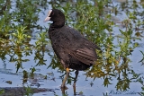 2013-06-08 blaesshuhn 1200x800 img 0059