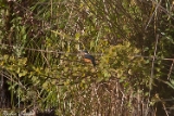 2012-09-09 eisvogel 750x500 img 0294