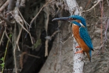 20140510 Eisvogel HP IMG 4455