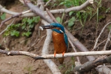 20140510 Eisvogel HP IMG 4496