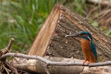 20140510 Eisvogel HP IMG 4680