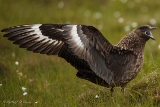 20140616 Skua HP IMG 8158