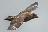 20140616 Skua HP IMG 8185