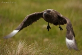 20140616 Skua HP IMG 8194