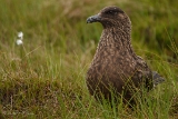 20140616 Skua HP IMG 8216