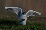 2013-05-19 lachmoewe 1200x800 img 7244 : Lachmöwe, Texel, Vögel, bei Paarung