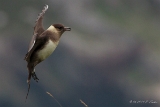 Schmarotzer Raubmoewe : Handa, Schmarotzer-Raubmöwe, Schottland, Vögel