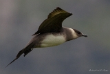 Schmarotzer Raubmoewe : Handa, Schmarotzer-Raubmöwe, Schottland, Vögel