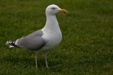 2013-05-18 silbermoewe 1200x800 img 7071 : Silbermöwe, Texel, Vögel