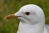 2013-05-18 sturmmoewe 1200x800 img 7096 : Sturmmöwe, Texel, Vögel