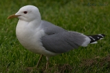 2013-05-18 sturmmoewe 1200x800 img 7113 : Sturmmöwe, Texel, Vögel