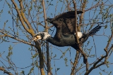 20140329 kormoran hp img 1188